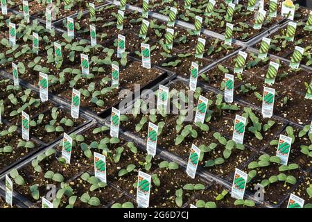 Cucumis sativus - English Cucumber, Hybrid Petipikel plants growing in plastic trays inside a greenhouse. Stock Photo