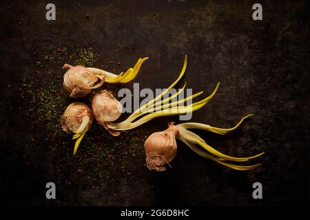 Top view layout of old onion bulbs with green sprouts placed together on black surface Stock Photo
