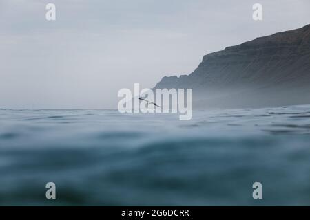 White seagull flying over calm rippling sea on cloudy day near rocky cliff Stock Photo