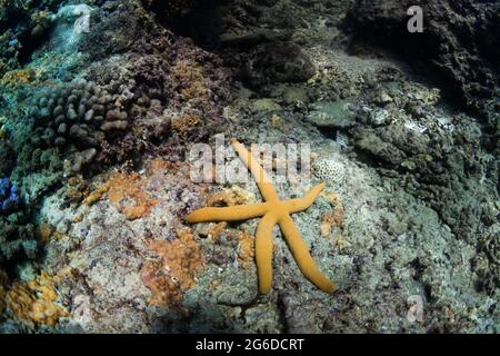 Underwater view of yellow starfish crawling on rocky coral reef in clear sea water Stock Photo