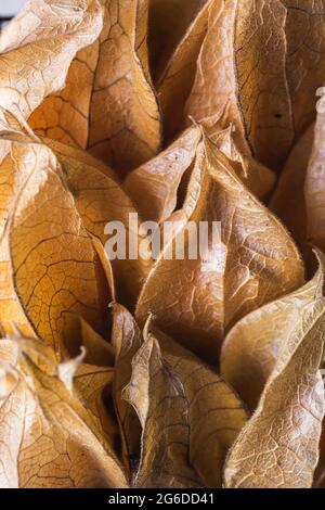 Closeup top view of full frame background of heap of Peruvian groundcherry at daytime Stock Photo
