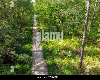 Aerial view of path through the New Forest woodland, Hampshire Stock Photo