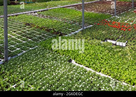 Mixed plants and flowers growing in containers inside a greenhouse Stock Photo