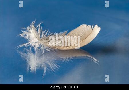 white feather on a reflective blue background Stock Photo