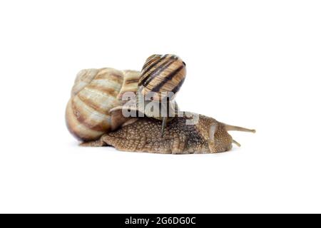 two snails crawl on a white background close-up,selective focus. Stock Photo