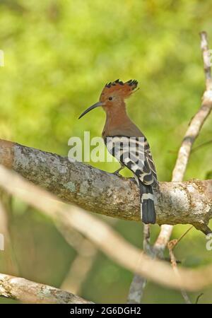 Common Hoopoe (Upupa epops) adult perched on branch Kaeng Krachan, Thailand                  November Stock Photo