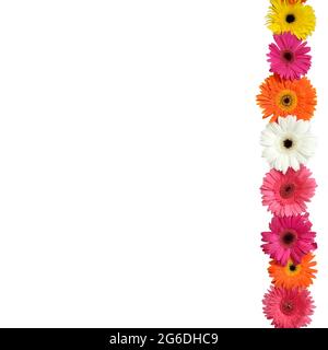 A row of colorful daisies are shown at the right of a white page. Stock Photo