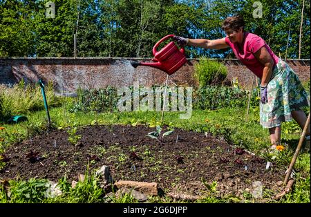 Woman using watering can to water vegetable patch allotment in Summer, Gilmerton walled garden, East Lothian, Scotland, UK Stock Photo