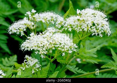 Sweet Cicely (myrrhis odorata), close up showing the large white flowerheads and the plant's finely divided leaves. Stock Photo