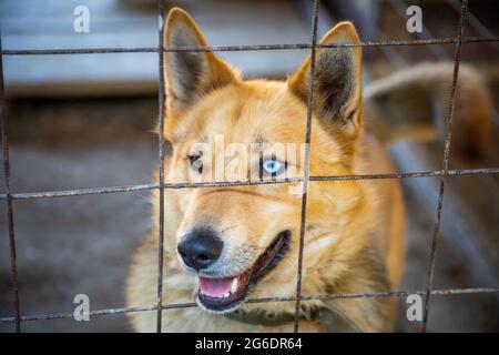 Homeless dog in cage at the animal shelter, Russia Stock Photo