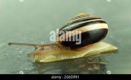A large snail crawls on a glass surface wet from the rain. Roman snail Close up. Background with copy space Stock Photo