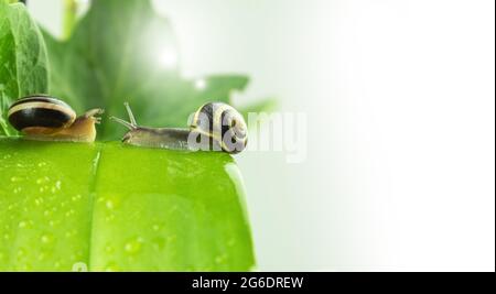Two grape snails on a green leaf. Two, large garden snails in the garden on green leaves, after the rain. Background with copy space Stock Photo