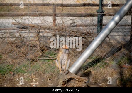 Close up view of monkey in a zoo sits on wood chips Stock Photo