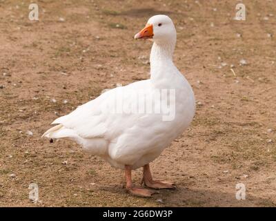 Anser cygnoides domesticus - domestic goose looking around Stock Photo