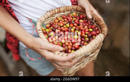 Basket with red ripe coffee beans in a hads of coffee picker at coffee plantation in Colombia. Green tourism and eco plantation. Wicker basket with co Stock Photo