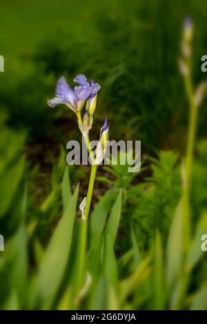 Single bloom ornamental Iris Pallida against mildly out of focus foliage Stock Photo