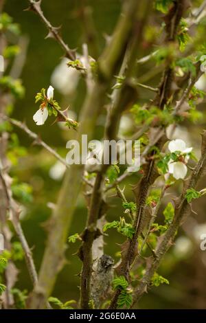 Spikey Rosa sericea subsp. omeiensis f. pteracantha, winged thorn rose, Rosa sericea 'Pteracantha' flowers and foliage Stock Photo