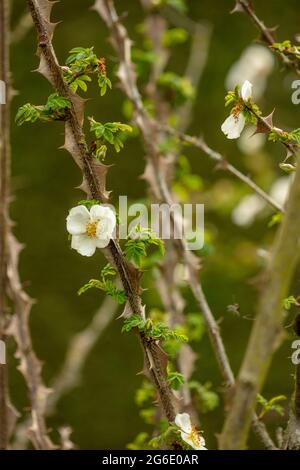 Spikey Rosa sericea subsp. omeiensis f. pteracantha, winged thorn rose, Rosa sericea 'Pteracantha' flowers and foliage Stock Photo