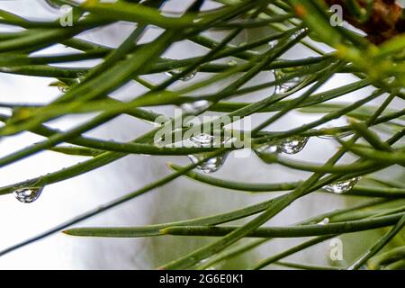 Morning Rain on a Pine Tree Stock Photo