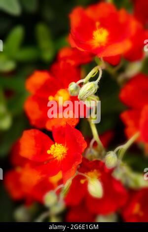 Dazzling Helianthemum 'Henfield Brilliant', rock rose 'Henfield Brilliant', flowering on mass, red flowers Stock Photo