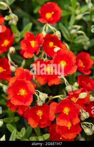 Dazzling Helianthemum 'Henfield Brilliant', rock rose 'Henfield Brilliant', flowering on mass, red flowers Stock Photo