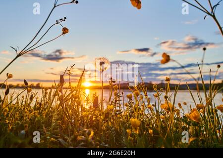 Common dandelion (Taraxacum sect. Ruderalia) and corn buttercup, devil-on-all-sides or scratch bur (Ranunculus arvensis) at sunset above danubia Stock Photo
