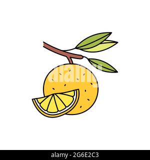 Citrus olor line icon. Essential oils fruit seeds. Pictogram for web page, mobile app, promo. UI UX GUI design element. Editable stroke. Stock Vector