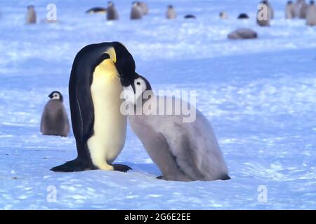 Juvenile Emperor penguin (Aptenodytes forsteri) being fed, Riiser-Larsen Ice Shelf, Queen Maud Land Coast, Weddell Sea, Antarctica Stock Photo