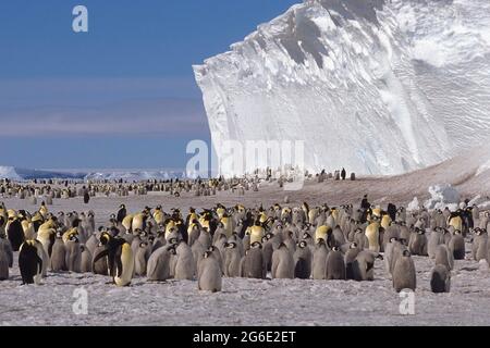 Emperor penguin (Aptenodytes forsteri) colony in front of iceberg, Drescher Inlet Iceport, Weddell Sea, Antarctica Stock Photo