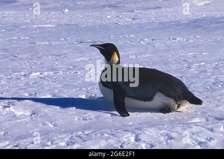 Adult Emperor penguin (Aptenodytes forsteri) sliding on ice floe, Atka Bay, Weddell Sea, Antarctica Stock Photo