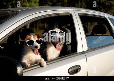 Two dogs looking out car window on summer. Masccot travel road trip concept Stock Photo