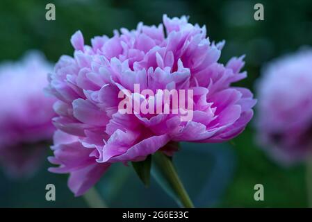 Flower of a peony (Peonia) Bavaria, Germany Stock Photo