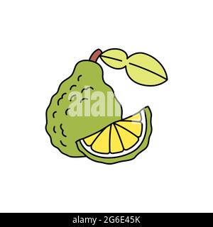 Bergamot olor line icon. Essential oils fruit seeds. Pictogram for web page, mobile app, promo. UI UX GUI design element. Editable stroke. Stock Vector