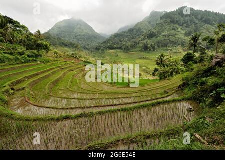 Rice fields and Javanese mountains near Magelang, Indonesia Stock Photo