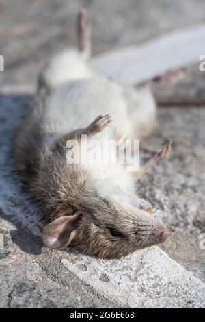 Dead rat lying on the ground, Paros, Cyclades, Aegean Sea, Greece Stock Photo