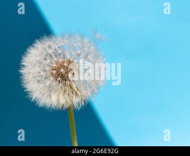 A blowball; of Dandelion on a blue background, macro view. Stock Photo