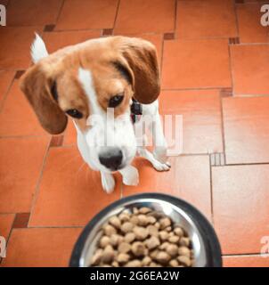 Food for beagle clearance puppy