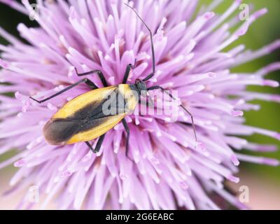 A bug from Mirini tribe on a thistle flower Stock Photo