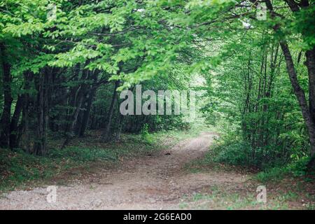 empty forest road in green leafy forest Stock Photo