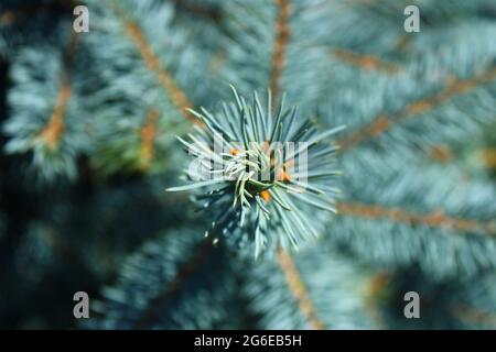 Pine tree close up Stock Photo