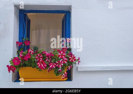 Cyclades Greece. Petunia flowers in a yellow pot on a blue window sill, white color wall background. Blooming plant, red color typical house in Koufon Stock Photo