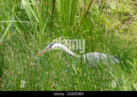 Grey heron (Ardea cinerea, from the family Ardeidae) stalking its prey at the edge of a lake and camouflaged in grass. Worcestershire, England Stock Photo