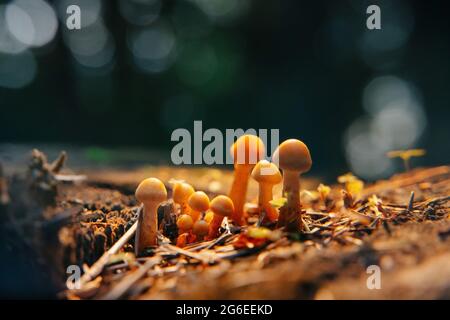 Close-up of a group of poisonous toadstools mushrooms. Stock Photo