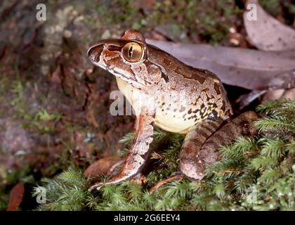 Endangered Australian GiantBarred Frog Stock Photo