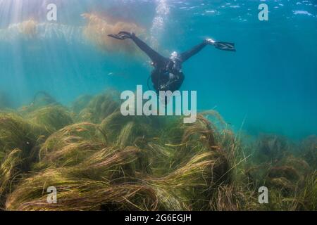 Scuba diver playing around doing the upside down splits underwater off La Jolla, California Stock Photo