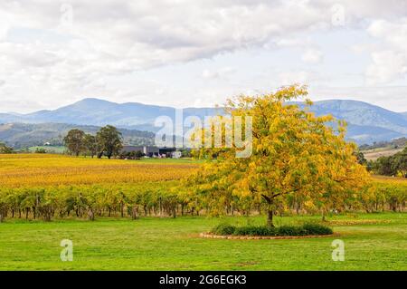 Autumn in the Tokar Estate vineyard in the heart of the Yarra Valley - Coldstream, Victoria, Australia Stock Photo