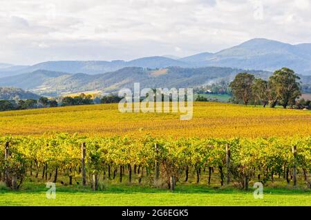 Tokar Estate vineyard in the heart of the Yarra Valley - Coldstream, Victoria, Australia Stock Photo