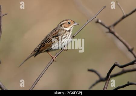 Little Bunting (Emberiza pusilla), adult, side view, perched on branch in sunshine, Long Valley, New Territories, Hong Kong Feb 2005 Stock Photo
