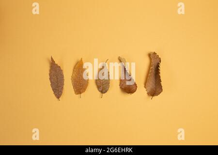 Autumn dry leaves on orange background. flat lay, top view, copy space Stock Photo