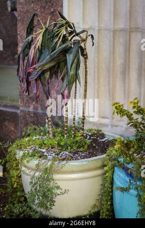 fall to winter plants, trees, and leaves changing colors Stock Photo